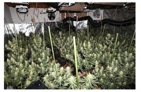 Polizeiinspektion Göttingen: POL-GÖ: (129/2025) Professionelle Cannabis-Plantage in Bad Lauterberg entdeckt - 20 Kilo Drogen, zwei scharfe Waffen und umfangreiche Technik beschlagnahmt, U-Haftbefehle gegen fünf Tatverdächtige erlassen