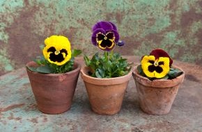Blumenbüro: Der erste Akt auf Balkonien mit pflegeleichten Gartenblühern / Das farbenfrohe Frühlingsdebüt der Stiefmütterchen (BILD)