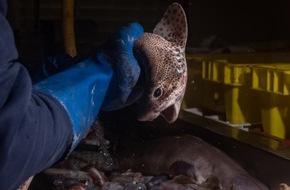 SOKO Tierschutz e.V.: Das Haimassaker vor unserer Haustüre / Ampel muss Grundschleppnetzfischerei beenden / ARD Report Mainz zeigt schockierende undercover Aufnahmen