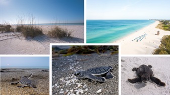 Global Communication Experts: Natur im Fokus: Auf den Bradenton Gulf Islands beginnt die Nistsaison der Meeresschildkr&ouml;ten kurz vor dem Welt-Schildkr&ouml;tentag