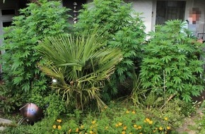 Polizeipräsidium Hamm: POL-HAM: Für den Eigenbedarf - Cannabis im Vorgarten angebaut