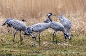 Heinz Sielmann Stiftung: Wechselhafte Winter stören Rhythmus der Natur