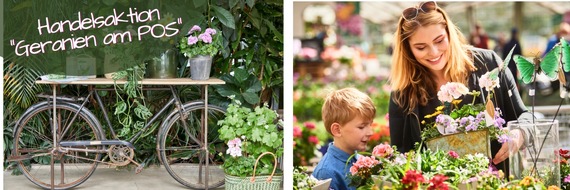 Pelargonium for Europe: Geranien am POS: Pelargonien for Europe sucht die sch&ouml;nsten Verkaufsfl&auml;chen