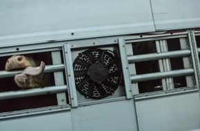 VIER PFOTEN - Stiftung für Tierschutz: EU-Parlament scheitert an einem klaren Bekenntnis gegen grausame Tiertransporte
