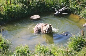 VIER PFOTEN - Stiftung für Tierschutz: Bär Sam geniesst sein erstes Bad im Arosa Bärenland