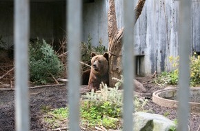 VIER PFOTEN - Stiftung für Tierschutz: VIER PFOTEN: Bär Mario aus engem Käfig befreit