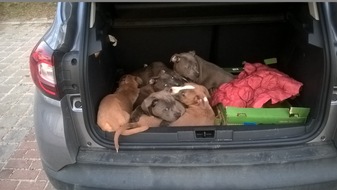 Bundespolizeidirektion Berlin: BPOLD-B: Zehn Hundewelpen in Pkw entdeckt