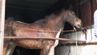 Polizeiinspektion Harburg: POL-WL: Pferdetransport gestoppt - massive Verstöße gegen den Tierschutz