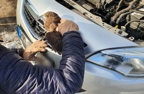 Polizeidirektion Lübeck: POL-HL: OH-Autobahn 1, Richtung Norden, Höhe Ratekau / Mäusebussard nach Unfall gerettet