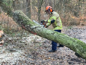 FW Lehrte: "Achtung - Baum fällt" - Stadtfeuerwehr Lehrte bildet 11 neue Motorsägenführer*innen aus