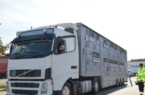 Polizeidirektion Osnabrück: POL-OS: Kontrolle des Güterverkehrs - Polizei beendet lange Reise eines Tiertransportes