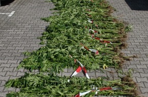 Polizei Rhein-Erft-Kreis: POL-REK: Cannabispflanzung entdeckt - Kerpen