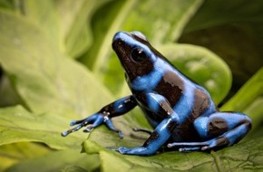 IFAW Deutschland: Online-Marktplatz &bdquo;DeineTierwelt&ldquo; schr&auml;nkt den Handel mit exotischen Tierarten noch weiter ein