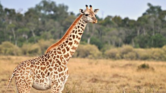 IFAW - International Fund for Animal Welfare: Artenschutzkonferenz: Giraffen erhalten Schutzstatus,  Kein Handel mit Saigaantilopen
