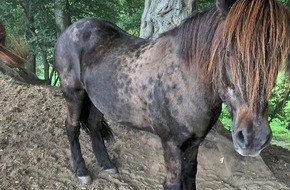 Polizei Mettmann: POL-ME: Island-Pony von Weide entwendet - die Polizei ermittelt - Haan - 2008087