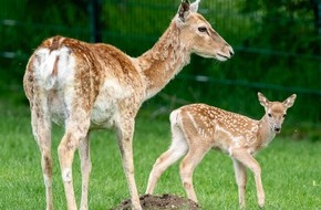 Verband der Zoologischen G&auml;rten (VdZ): Der Regenwald ist weit. Der Zoo um die Ecke. / Zum World Wildlife Day am 3. M&auml;rz betont Zooverband VdZ: Moderne Zoos sind Motoren des Artenschutzes und wohnortnahe Pl&auml;tze f&uuml;r Naturerfahrung