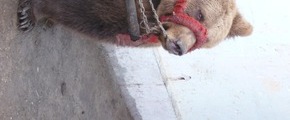 Vier Pfoten - Stiftung für Tierschutz: Ende der Tanzbärenhaltung in Serbien: VIER PFOTEN überführt drei Bären in den TANZBÄRENPARK Belitsa/Bulgarien
