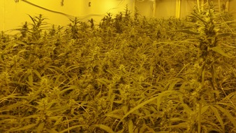 Polizei Rhein-Erft-Kreis: POL-REK: 180914-3: Rund 1200 Cannabispflanzen gefunden - Kerpen