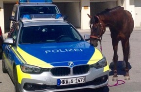 Kreispolizeibehörde Ennepe-Ruhr-Kreis: POL-EN: Ennepe-Ruhr-Kreis - Pferd erstattet Anzeige