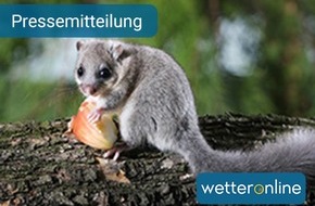 WetterOnline Meteorologische Dienstleistungen GmbH: Was ist der Siebenschläfertag? - Der 27. Juni und seine Bedeutung fürs Wetter