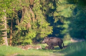 Wildtierschutz Deutschland e.V.: Die waidgerechte Bejagung der Wildsau ...
