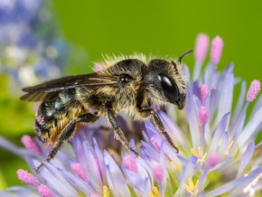 🌸 🐝 🏆 Deutschland summt!-Pflanzwettbewerb: Parlamentarische Staatssekretärin übernimmt Schirmherrschaft