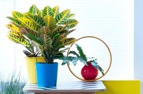 Blumenbüro: Männerpflanzen sind Zimmerpflanzen des Monats Juni / Die besten Zimmerpflanzen im maskulinen Interieur
