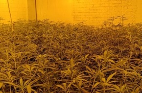 Polizeiinspektion Emsland/Grafschaft Bentheim: POL-EL: Schüttorf - Große Cannabisplantage in Schüttorf entdeckt - drei Beschuldigte vorläufig festgenommen