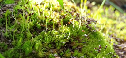 Albert-Ludwigs-Universität Freiburg: Älteste lebende Landpflanze: Angepasst an Extreme und vom Klimawandel bedroht