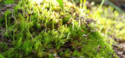 Albert-Ludwigs-Universität Freiburg: Älteste lebende Landpflanze: Angepasst an Extreme und vom Klimawandel bedroht
