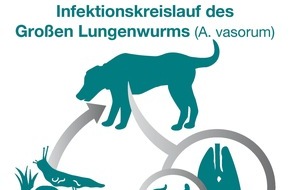 Bundesverband für Tiergesundheit e.V.: Gefahr im Gras: Schnecken übertragen Lungenwurm auf Hunde