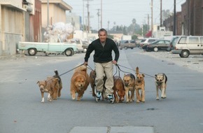 sixx: Vom kläffenden Köter zum braven Schoßhund: "Hundeflüsterer" Cesar Millan hilft verzweifelten Hundehaltern - ab 28. April 2012 auf sixx (BILD)