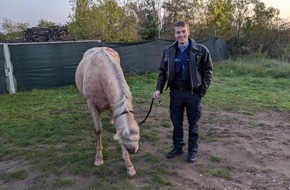Polizeidirektion Neustadt/Weinstraße: POL-PDNW: Pferd augebüxt