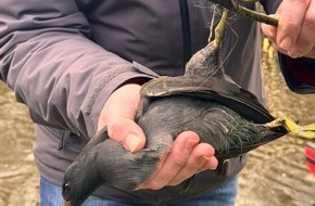 Freiwillige Feuerwehr Aurich: FW-AUR: Teichhuhn aus misslicher Lage befreit
