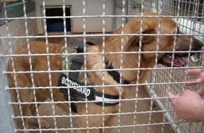 Polizeiinspektion Hameln-Pyrmont/Holzminden: POL-HOL: Weserradweg zwischen Jugendherberge und "Bohnertsche Badeanstalt":: Wer kennt den Hund? - Polizei hat bisher keinerlei Hinweise auf den Besitzer -