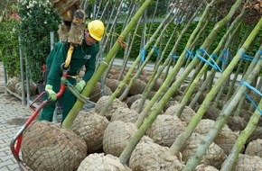 Bund deutscher Baumschulen (BdB) e.V.: Zwischenbilanz der Baumschulwirtschaft zur Coronakrise: Versorgung der Bevölkerung mit Gehölzen auch weiterhin sichergestellt; Obstgehölze sind besonders nachgefragt