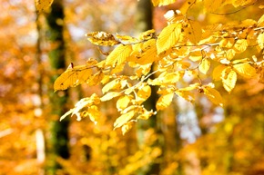 Waldführungen und Herbstandacht im FriedWald Kisdorf
