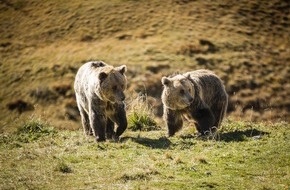 VIER PFOTEN - Stiftung für Tierschutz: Erstmals in der Arosa Geschichte! Im Arosa Bärenland trafen heute vier Bären zusammen.