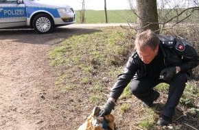 Polizeiinspektion Nienburg / Schaumburg: POL-NI: Junge Katze ausgesetzt -Bild im Download-