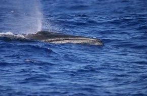 IFAW - International Fund for Animal Welfare: Japans Walfänger haben 25 gefährdete Seiwale erlegt