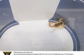 Feuerwehr München: FW-M: Der Skorpion aus Kalifornien (Hadern)
