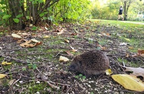 Hessisches Landesamt für Naturschutz, Umwelt und Geologie: Igel: Jetzt heißt es Fettreserven anlegen