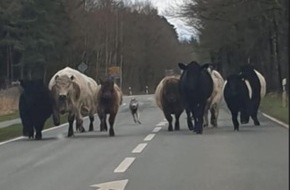 Polizeiinspektion Celle: POL-CE: Faßberg - Mutmaßlicher Wolf versetzt Galloway-Rinder in Angst und Schrecken +++ 10 Rinder durchbrechen Weidezaun und flüchten auf Landstraße