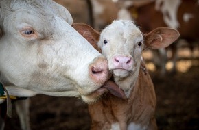 VIER PFOTEN - Stiftung für Tierschutz: Tierwohl in der Milchproduktion