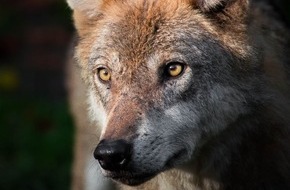 Wildtierschutz Deutschland e.V.: Schutzstatus des Wolfes beibehalten - Appell an Bundesumweltministerin Steffi Lemke