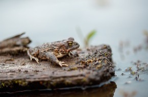 Landschaftsagentur Plus GmbH: Tag des Artenschutzes am 3. M&auml;rz 2026: Rettungseinsatz zwischen Baggern und Baugruben