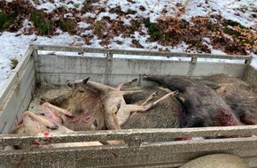 Wildtierschutz Deutschland e.V.: Drückjagden: Wo sich der hessische Jagdminister irrt