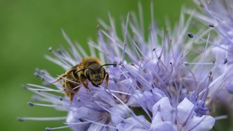 BUND: ++ Weltbienentag: BUND-Rettungsinseln für Wildbienen am Grünen Band – Nisthügel, Blühfelder und Steinriegel bieten den Insekten Nahrung, Schutz und Brutplätze ++