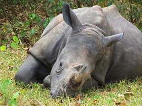 Richtig wild: Auf Safari in den Nationalparks in Uganda