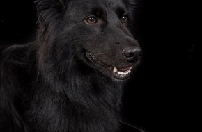 Hauptzollamt K&ouml;ln: HZA-K: Zollsp&uuml;rh&uuml;ndin Vroni landet Volltreffer am K&ouml;lner Flughafen / Rund 26 Kilogramm Ketamin mit einem Stra&szlig;enverkaufswert von mehr als einer Million Euro in Auspuffanlagen versteckt